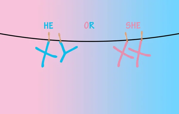 Fetal sex determination on chromosome X and Y chromosomes — ストック写真
