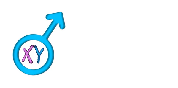 Modrý mužský symbol s chromozomem X a bílým pozadím — Stock fotografie