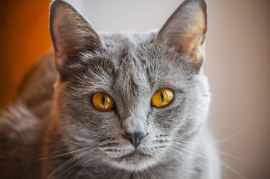 Kedi, İskoç kedisi, turuncu göz, gri renk, kadın, yalancı., 