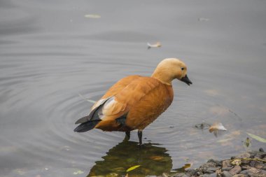 Kabuklu ördek su içiyor.