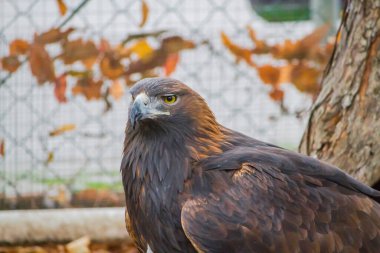 Kartal mezarlığı, portre, yerde duruyor.