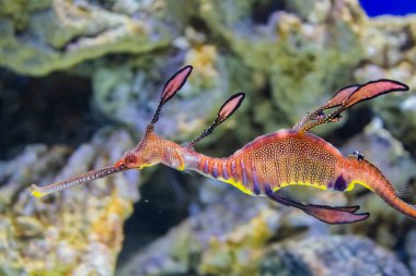 Deniz atı deniz manzarasında.