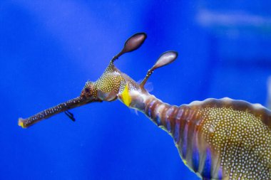 Mavi arka planda deniz atı