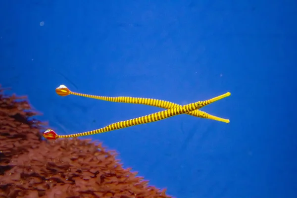 Sarı Bantlı Boru Balığı Dunckerocampus Pessuliferus — Stok fotoğraf