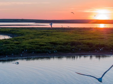 Rusya'da bir ada üzerinde gün batımında uçuş Martılar