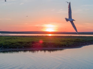 Bir grup martı Rusya'da bir nehir üzerinde Kuş Adası üzerinde uçar. Güzel beyaz kuşlar havada kıvrılır. Gün batımından önce: gökyüzü mavi, turuncu ve pembedir. Bir kuşun gözünden, helikopterden çekilmiş bir fotoğraf. Orijinal haliyle doğanın güzelliği.