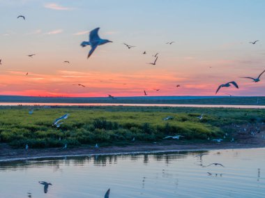 Bir grup martı Rusya'da bir nehir üzerinde Kuş Adası üzerinde uçar. Güzel beyaz kuşlar havada kıvrılır. Gün batımından önce: gökyüzü mavi, turuncu ve pembedir. Bir kuşun gözünden, helikopterden çekilmiş bir fotoğraf. Orijinal haliyle doğanın güzelliği.