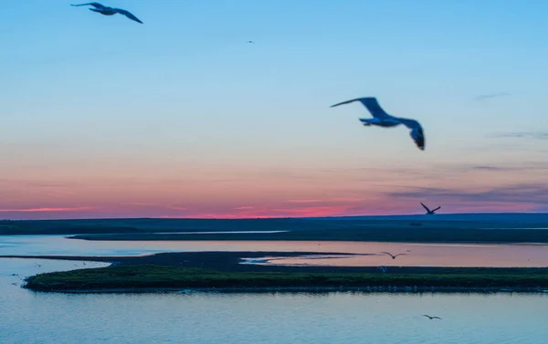 Grupp Måsar Flyger Över Fågelön Flod Ryssland Vackra Vita Fåglar — Stockfoto