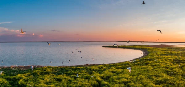 Grupp Måsar Flyger Över Fågelön Flod Ryssland Vackra Vita Fåglar — Stockfoto