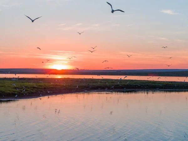 Grupp Måsar Flyger Över Fågelön Flod Ryssland Vackra Vita Fåglar — Stockfoto