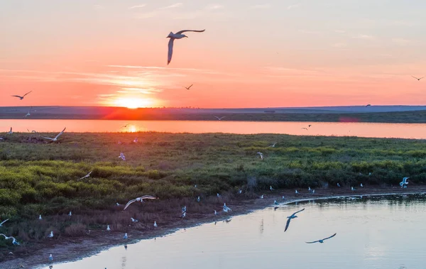 Sekelompok Burung Camar Terbang Atas Pulau Burung Sungai Rusia Burung — Stok Foto