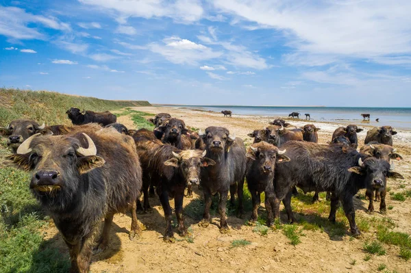 Grupp av bison i stäppen i Ryssland — Stockfoto