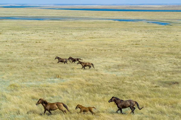 Grupp Mustangs galopperande i stäppen i Ryssland — Stockfoto