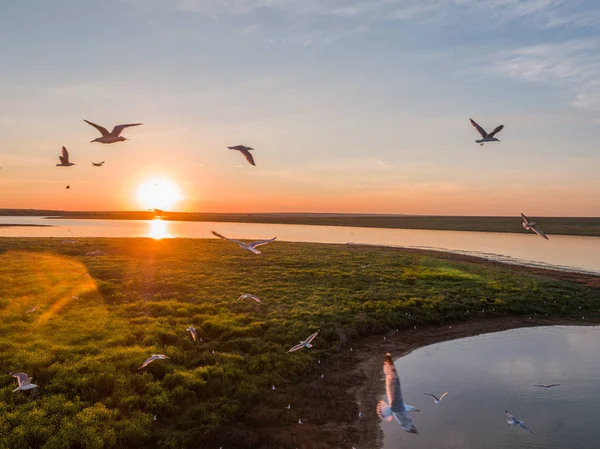 Seagulls i flykten vid solnedgången över en ö i Ryssland — Stockfoto
