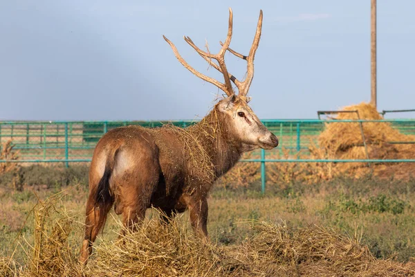 A deer stands in the middle of the hay