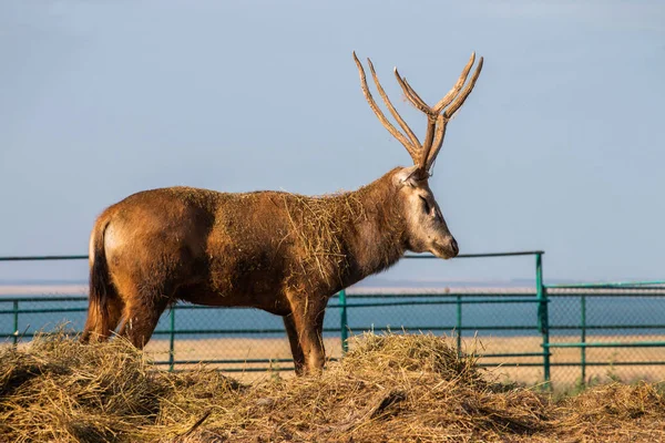 A deer stands in the middle of the hay near the fence