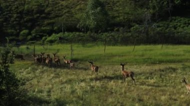 Bir grup geyik bir derenin üzerinden atlayıp bir tepeye tırmanıyor.