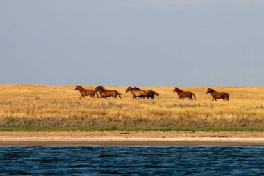Güney Rusya'da nehir boyunca bozkırda bir grup mustang sürmek