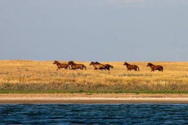 A group of mustangs rides in the steppe along the river in southern Russia clipart