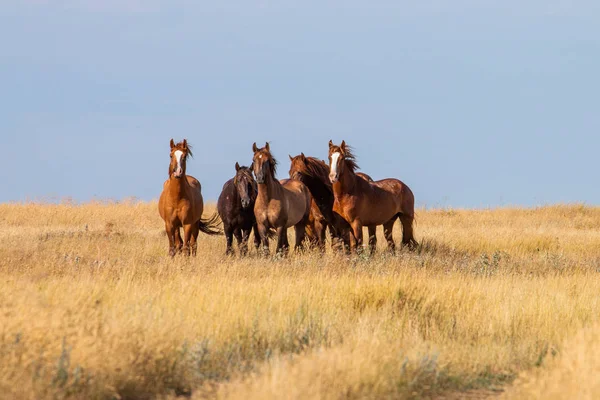 Fem bruna hästar i stäppen i Ryssland — Stockfoto