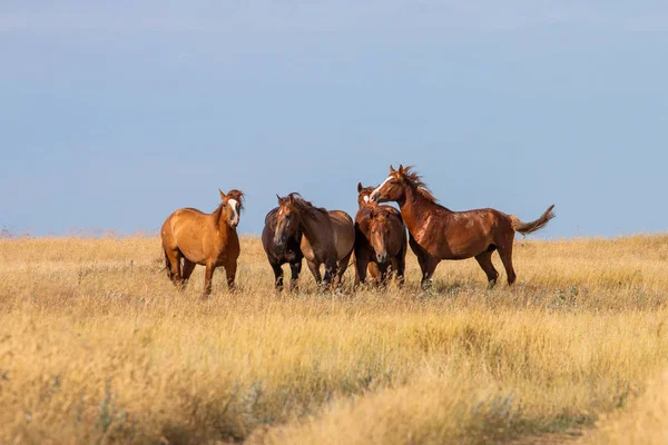 Fem bruna hästar i stäppen i Ryssland — Stockfoto