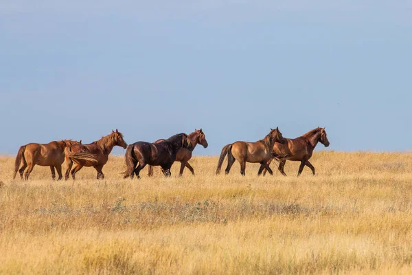 Hästar går längs stäppen från vänster till höger — Stockfoto