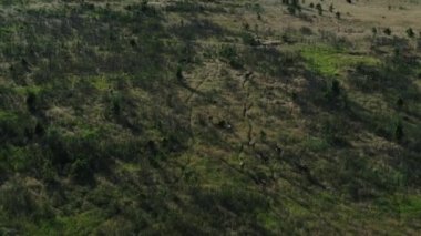 Vahşi geyik ve koç Rusya'da ormanlık yollar boyunca koşmak