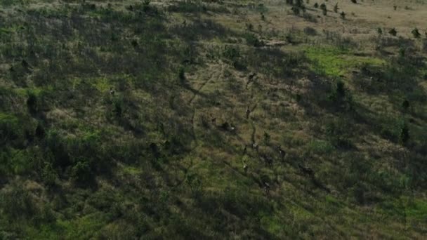 Wilde herten en rammen lopen langs paden in bossen in Rusland — Stockvideo