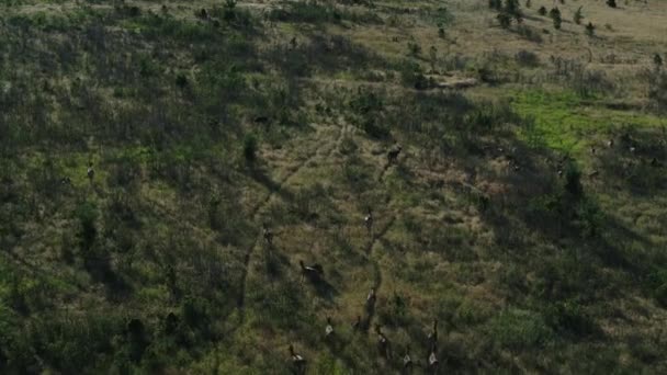 Ciervos silvestres y carneros en un área de conservación en el sur de Rusia — Vídeo de stock