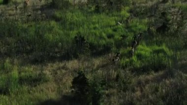 Vahşi koçlar Güney Rusya'da bir ormanda yollar boyunca atlamak