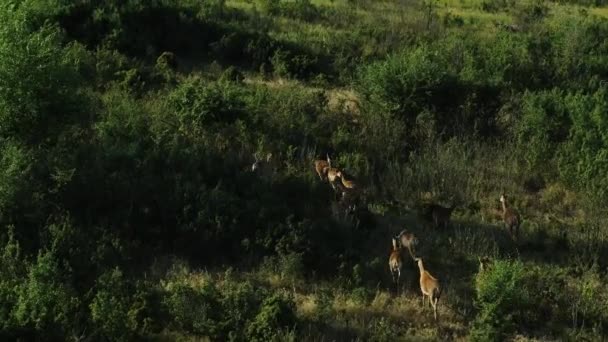 Jóvenes ciervos caminan entre arbustos y árboles en una reserva en el sur de Rusia — Vídeos de Stock