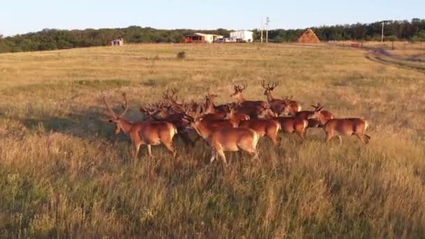 Un groupe de cerfs se promène le long de l'herbe près des bâtiments, une réserve naturelle en Russie 