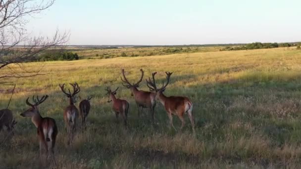 I cervi passeggiano nel prato la sera, riserva naturale in Russia — Video Stock