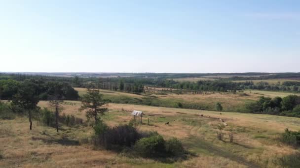 Alimentadores de veados em uma reserva natural na Rússia — Vídeo de Stock