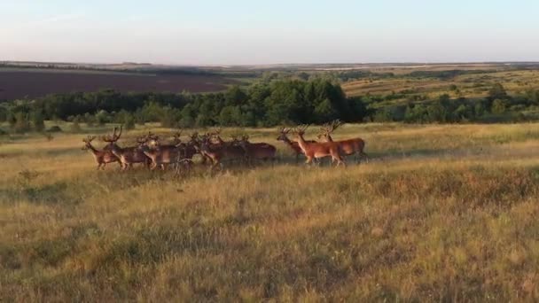 Promenade des cerfs sur une colline dans une réserve dans le sud de la Russie 