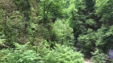 Dağlarda kozalaklı orman, Guamka, Rusya