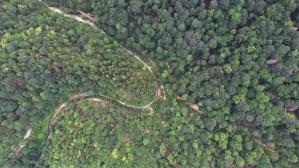 Foresta selvaggia spessa - vista aerea — Video Stock