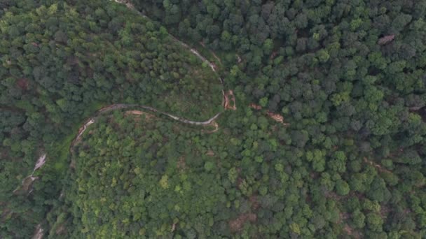 Tjock Wild Forest-utsikt från luften — Stockvideo