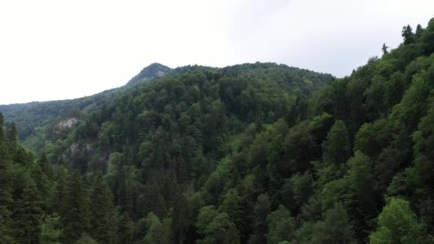 Fjällbäck i ravinen, bland den täta skogen — Stockvideo