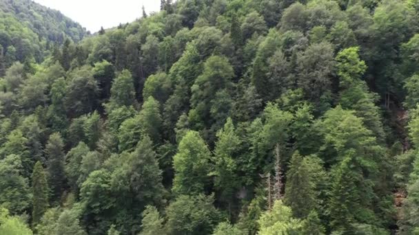 Divočina Ruska: hustý les na svazích hor — Stock video