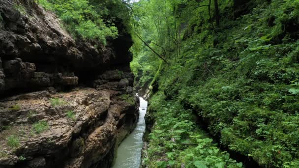 Ruscello di montagna nella gola, tra la fitta foresta — Video Stock