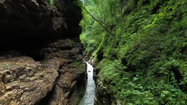 Горный ручей в ущелье, среди густых лесов — стоковое видео