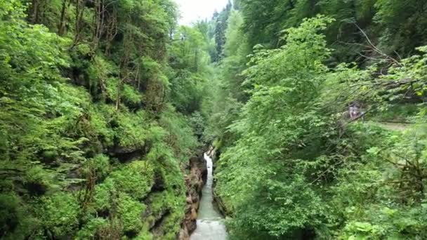 Fjällbäck i ravinen, bland den täta skogen — Stockvideo