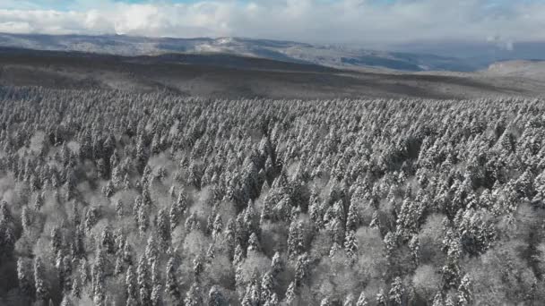 Träd är beströdda med vit snö, solig vinterdag i en skog i bergen, skytte från en höjd — Stockvideo