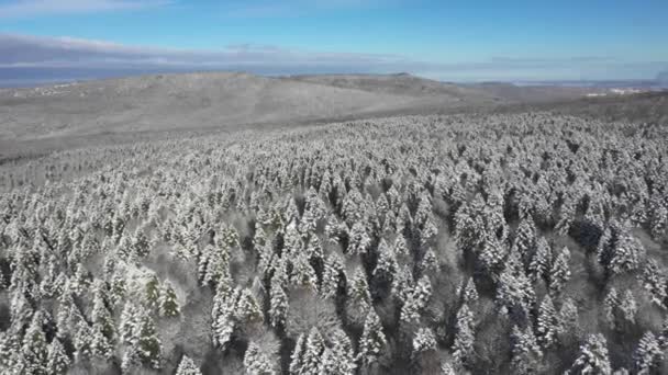 Paesaggio invernale mozzafiato: foresta di conifere nella neve. Vista aerea — Video Stock