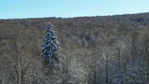 Русская зима в лесу: деревья покрыты инеем, вид с воздуха — стоковое видео