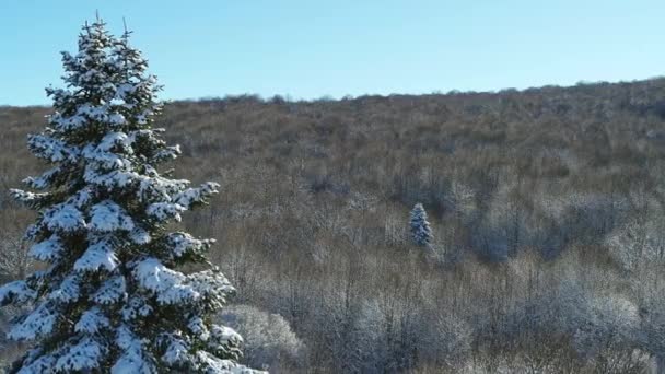 La nieve yace en las ramas de abeto. Árboles en la nieve, invierno ruso, disparando desde una altura — Vídeo de stock