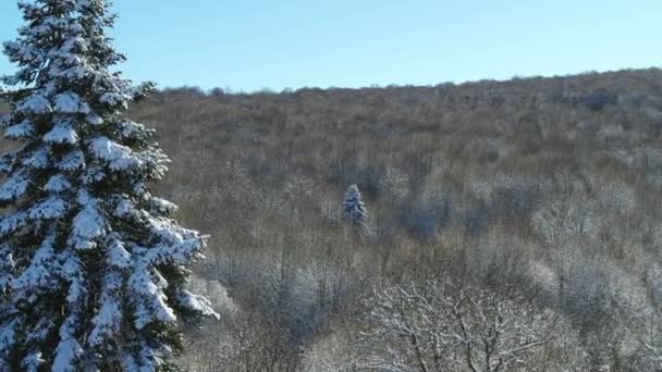Сніг лежить на гілочок ялини. Дерева в снігу, російської зими, повітряні зйомки — стокове відео