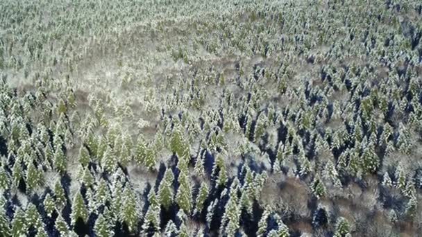 Winterbos van bovenaf: hoge groene vuren bomen bedekt met sneeuw — Stockvideo