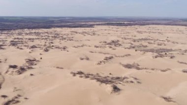 Rusya'da güzel doğa: kum tepeleri, kuru çimenler ve küçük çamlar